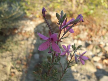 Vegetazione glareicola